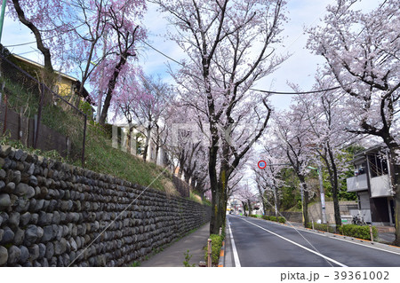 世田谷桜丘・千歳通りの桜並木と玉石垣 39361002