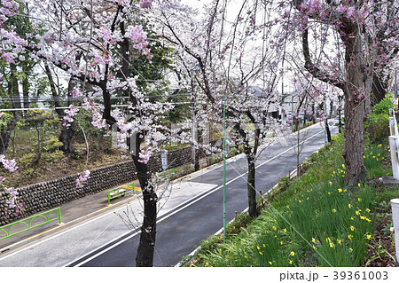 世田谷桜丘・千歳通りの桜並木と玉石垣 39361003