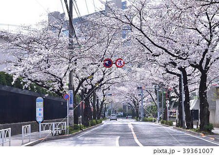 世田谷桜丘・千歳通りの桜並木とバス停 39361007