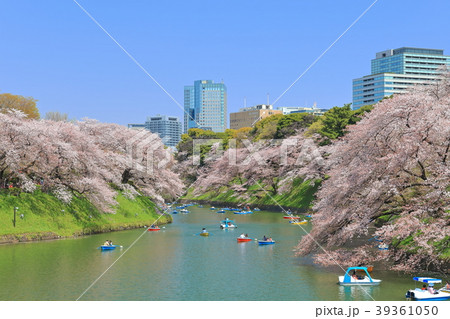 晴天下の千鳥ヶ淵桜 39361050