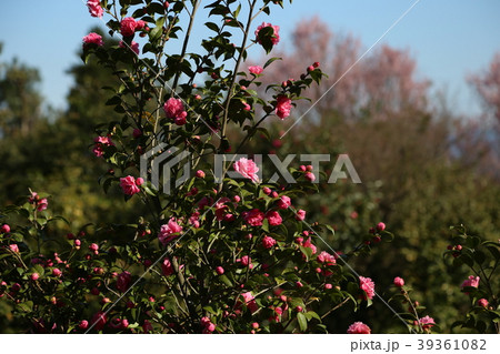 ツバキ ツバキ 39361082