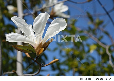 コブシの花 コブシの花 39361312