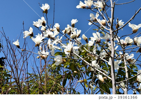 コブシの花 コブシの花 39361366