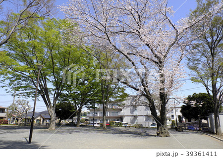 しらとり台第二公園の桜とケヤキ 39361411