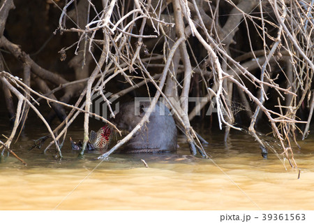 Giant otter from Pantanal, Brazil 39361563