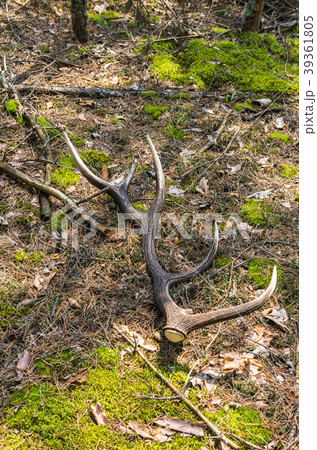 Deer horn lying on the ground. Vertical shot. 39361805
