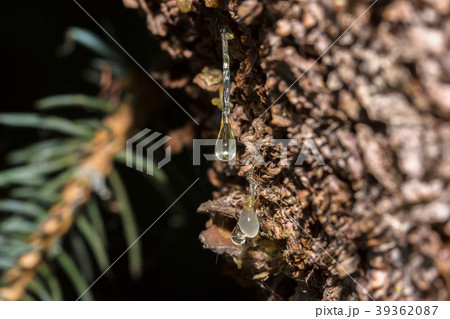 Many drops of resin on a tree trunk 39362087