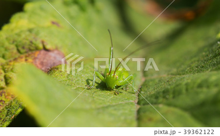 A grasshopper in the garden on a leaf A grasshopper in the garden on a leaf 39362122
