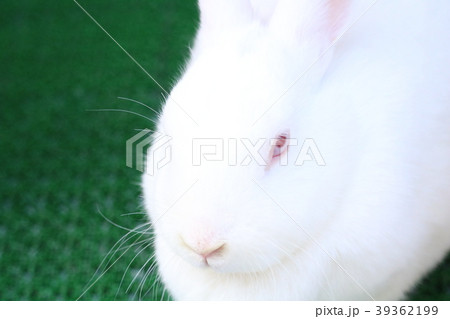 いかついウサギ 39362199