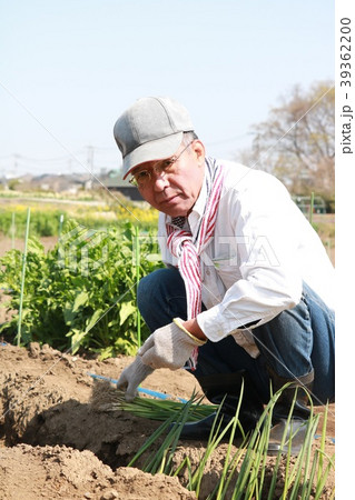 ネギの植え付け作業をするシニア 39362200