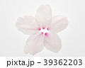 桜の花びら 39362203