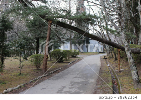 通路に横たわる大木 通路に横たわる大木 39362354