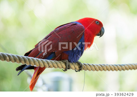 キングパロット キンショウジョウインコの写真素材