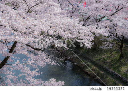 さくら　桜　満開 39363381