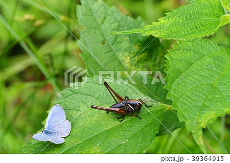ヒメギスとシジミチョウ ヒメギスとシジミチョウ 39364915