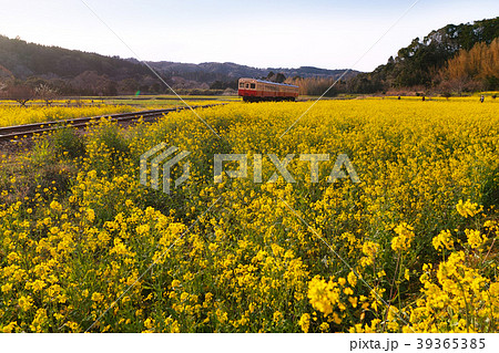 【千葉県・ローカル線】小湊鉄道（小湊鐵道）コピースペース 39365385