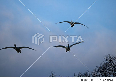 大空に舞う白鳥の姿 39365898