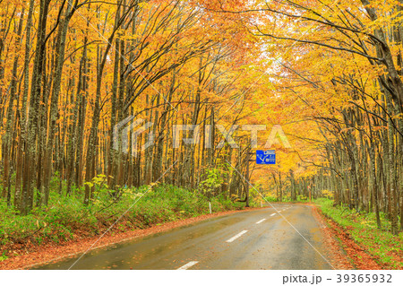 八甲田 国道103号紅葉の写真素材