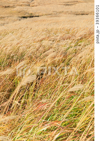 箱根_仙石原ススキ草原 39366101