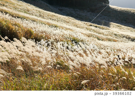 箱根_仙石原ススキ草原 箱根_仙石原ススキ草原 39366102
