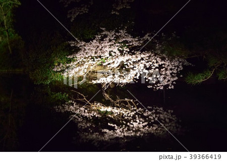 水面に映る桜 水面に映る桜 39366419