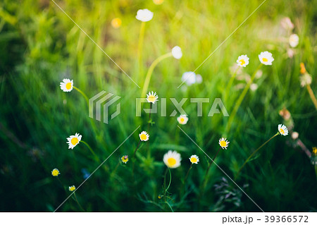 Chamomiles on the meadow lit by sunlight 39366572