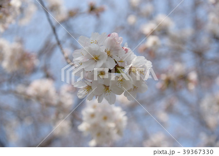 サクラ 39367330