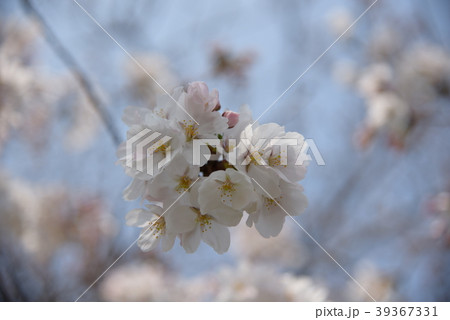 サクラ 39367331