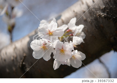 サクラ 39367332