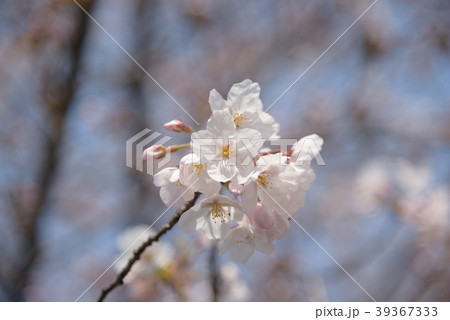 サクラ 39367333