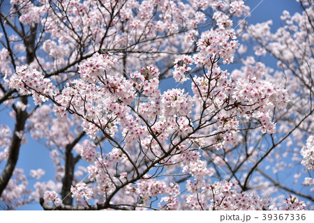 サクラ 39367336
