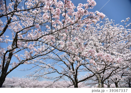 サクラ サクラ 39367337
