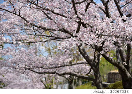 サクラ 39367338