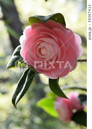 ツバキ ツバキ 39367413