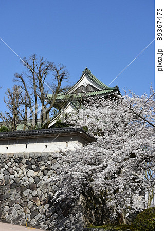 富山城址公園 桜 富山市佐藤記念美術館 富山城址公園 桜 富山市佐藤記念美術館 39367475