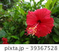 夏のリゾート　ハイビスカス 39367528