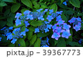 札幌　豊平公園の紫陽花 39367773