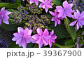 公園の紫陽花　－薄紫- 39367900