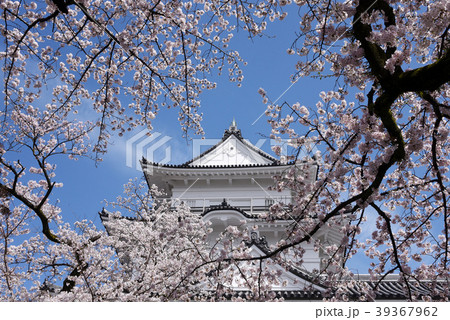 小田原桜まつりの写真素材