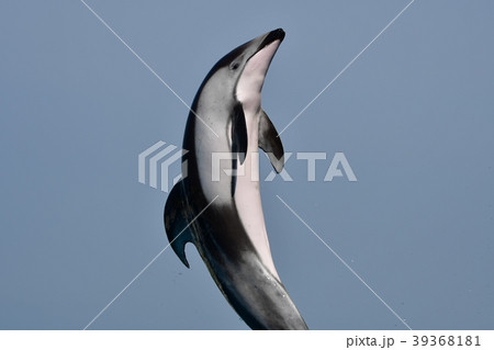 イルカ 39368181