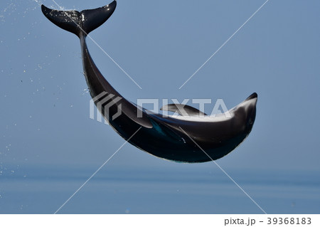 イルカ 39368183
