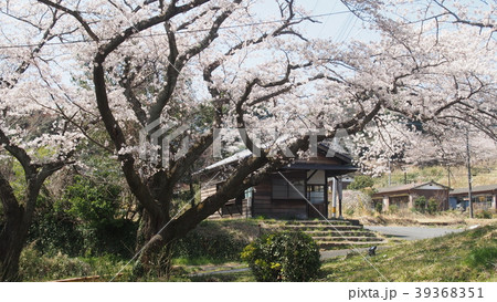 常磐炭鉱跡の桜 常磐炭鉱跡の桜 39368351