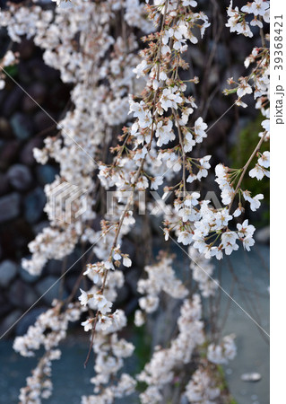 光福寺の大糸桜 光福寺の大糸桜 39368421