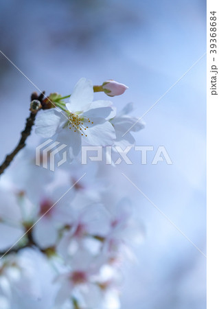 桜　（ﾌﾞﾙｰ） 39368684