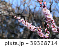 満開の梅 39368714