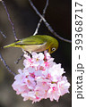 蜜に夢中なメジロ 39368717
