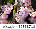 懸命に蜜を求めるメジロ 39368718