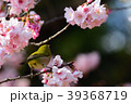 次の花に狙いを定めるメジロ 39368719