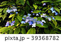 公園の紫陽花 - 薄青- 39368782