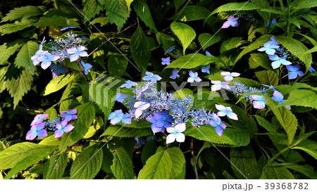 公園の紫陽花 - 薄青- 公園の紫陽花 - 薄青- 39368782